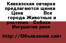 Кавказская овчарка -предлагаются щенки › Цена ­ 20 000 - Все города Животные и растения » Собаки   . Ингушетия респ.